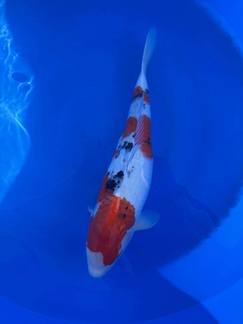 Momotaro Sanke koi, 55cm, top view, red head plate, crisp sumi stones, bright white skin