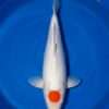 Momotaro Tancho Kohaku koi, 52cm, top view, round red head spot, clean snow-white body, white fins