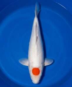 Momotaro Tancho Kohaku koi, 52cm, top view, round red head spot, clean snow-white body, white fins