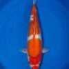 Momotaro Kohaku koi, 43cm, top view, deep red head plate, flowing red body pattern, snow-white skin, white nose