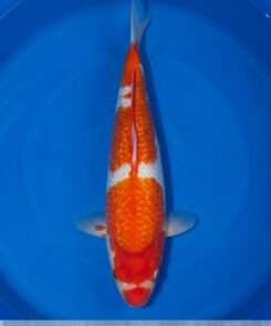 Momotaro Kohaku koi, 43cm, top view, deep red head plate, flowing red body pattern, snow-white skin, white nose