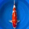 Momotaro Kohaku koi, 45cm, top view, deep red head plate, thick Inazuma-style red pattern, snow-white skin, white nose