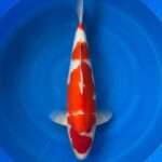 Momotaro Kohaku | 45 cm SKU: OGT-KOH-MOM-U-45-2601-066 Momotaro Kohaku koi, 45cm, top view, deep red head plate, thick Inazuma-style red pattern, snow-white skin, white nose