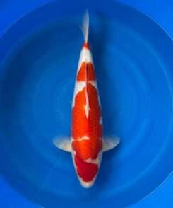 Momotaro Kohaku koi, 45cm, top view, deep red head plate, thick Inazuma-style red pattern, snow-white skin, white nose