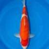 Momotaro Kohaku koi, 46cm, top view, two-step Nidan pattern, large red head and body plate, snow-white skin, white nose