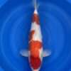 Momotaro Kohaku male koi, 44cm, top view, red head and shoulder plate, offset mid plate, snow-white skin, white tail finish