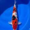 Momotaro Sanke koi, male, 41 cm, top view, red head plate, white nose, red body plates with bold black sumi, white skin, clean pectoral fins, in blue bowl