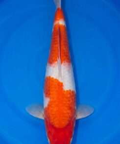 Momotaro Sandan Kohaku | Female | 44 cm SKU: OGT-KOH-MOM-F-44-2601-047