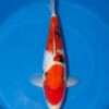 Momotaro Gin Rin Sanke koi, 47 cm, top view, deep red head and body plates, white nose, small black sumi on back, sparkling scales, white fins, in blue bowl