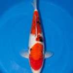 Momotaro Gin Rin Sanke | 47 cm SKU: OGT-GIN-SAN-MOM-U-47-2601-081 Momotaro Gin Rin Sanke koi, 47 cm, top view, deep red head and body plates, white nose, small black sumi on back, sparkling scales, white fins, in blue bowl