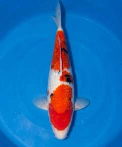 Momotaro Gin Rin Sanke koi, 47 cm, top view, deep red head and body plates, white nose, small black sumi on back, sparkling scales, white fins, in blue bowl