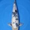 Isa Shiro Utsuri koi 47cm, top view, black sumi on white skin across shoulders and back
