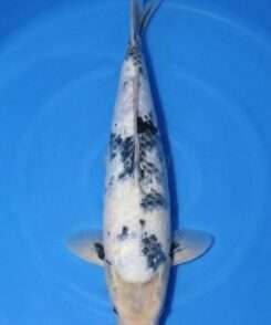 Isa Shiro Utsuri koi 47cm, top view, black sumi on white skin across shoulders and back