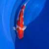 Momotaro Kohaku koi, 41 cm, top view, red head plate reaching the nose, red pattern along the back, bright white skin, white fins, in blue bowl