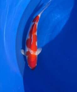 Momotaro Kohaku koi, 41 cm, top view, red head plate reaching the nose, red pattern along the back, bright white skin, white fins, in blue bowl