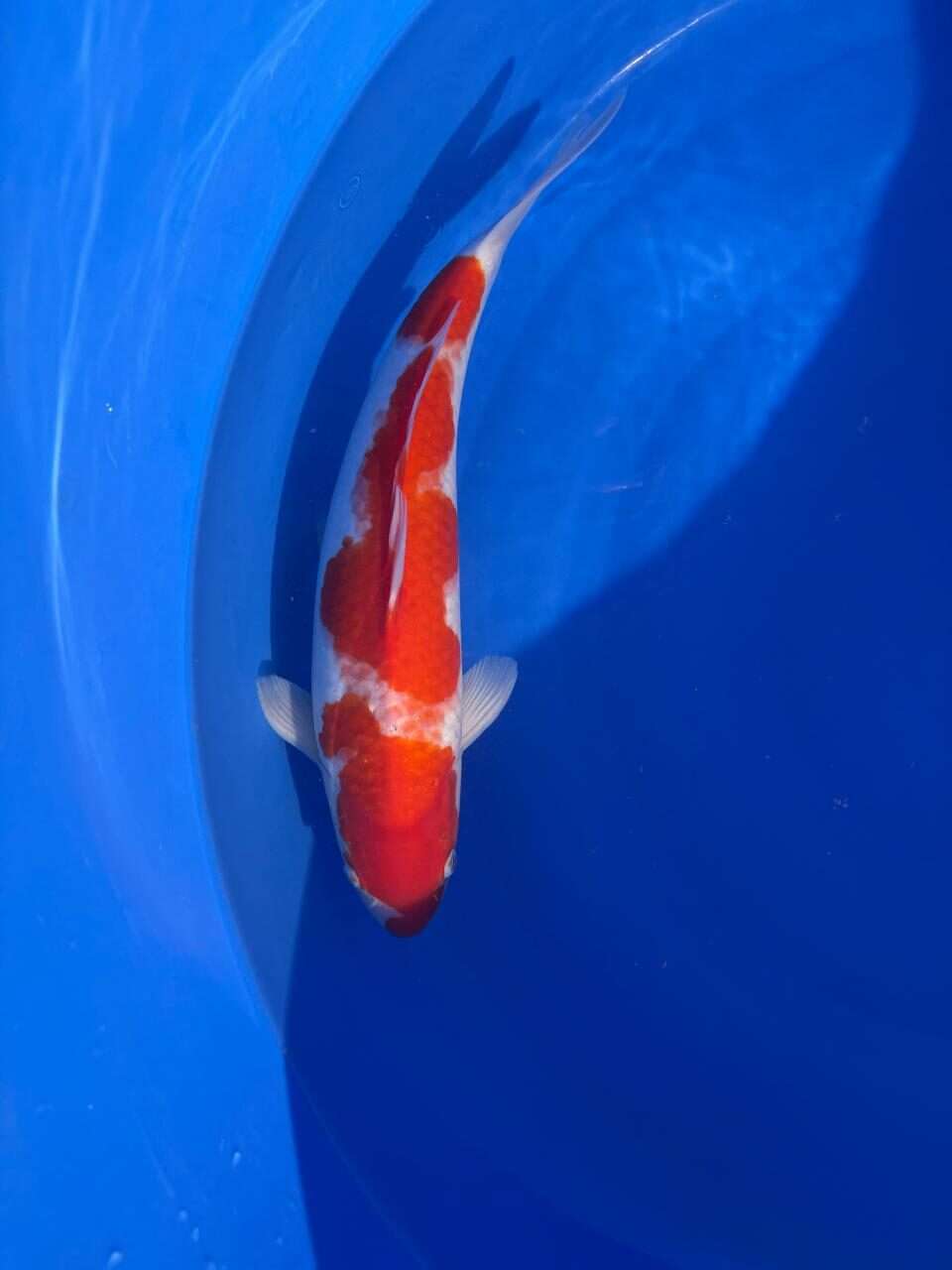 Momotaro Kohaku koi, 41 cm, top view, red head plate reaching the nose, red pattern along the back, bright white skin, white fins, in blue bowl