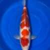 Momotaro Kohaku male koi, 48cm, top view, four-step red pattern, round shoulder plate, snow-white skin, white nose