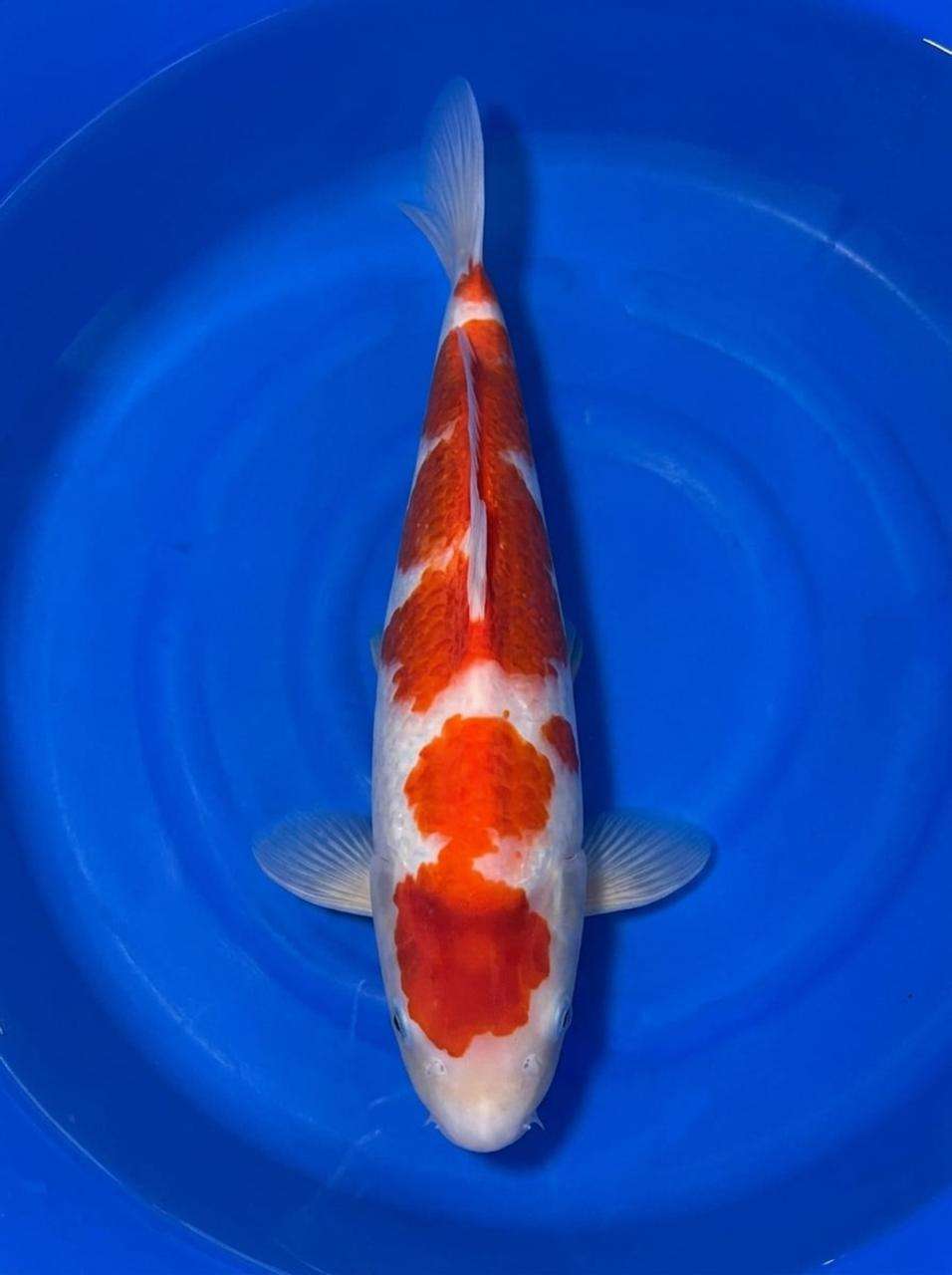 Momotaro Kohaku male koi, 48cm, top view, four-step red pattern, round shoulder plate, snow-white skin, white nose