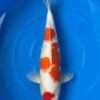 Momotaro Maruten Kohaku koi, 44cm, top view, red maruten head spot, red body plates, snow-white skin, clean white tail