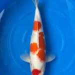 Momotaro Maruten Kohaku koi, 44cm, top view, red maruten head spot, red body plates, snow-white skin, clean white tail