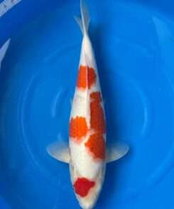 Momotaro Maruten Kohaku koi, 44cm, top view, red maruten head spot, red body plates, snow-white skin, clean white tail