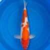 Momotaro Kohaku koi, 40cm, top view, red head to nose, large red body plate, snow-white skin, white tail finish