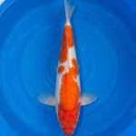 Momotaro Kohaku | 40 cm SKU: OGT-KOH-MOM-U-40-2601-077 Momotaro Kohaku koi, 40cm, top view, red head to nose, large red body plate, snow-white skin, white tail finish